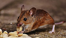 24 Hour & Emergency Exterminators in Spfld, MA